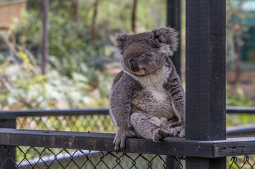 koala sleep in a tree