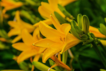 Obraz premium Yellow flowers of hemerocallis middendorffii in garden