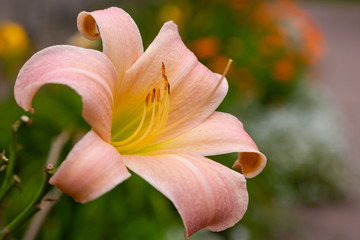 Fototapeta premium Flowering Day-lily flowers (Hemerocallis flower), closeup in the sunny day. The beauty of decorative flower in garden .
