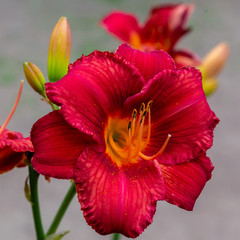 Flowering Day-lily flowers (Hemerocallis flower), closeup in the sunny day.  The beauty of decorative flower in garden .