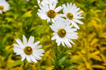 Obraz premium Flowers of autumn chamomile (Leucanthemella serotinum) in autumn garden