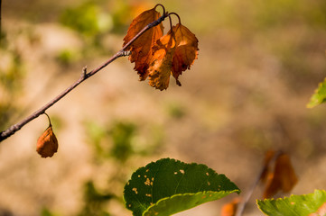 Branch of birch with dry brown leaves on the background with green. Bright early autumn 