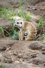 Fototapeta premium Portrait of meerkat female hiding her baby with blurred background