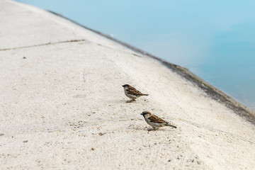 two sparrows on asphalt along the lake waiting to be feeded
