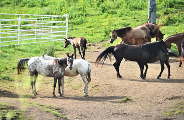 Horses by Corral