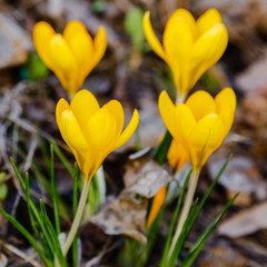 Fototapeta premium Crocus, plural crocuses or croci is a genus of flowering plants in the iris family. A single crocus, a bunch of crocuses, a meadow full of crocuses
