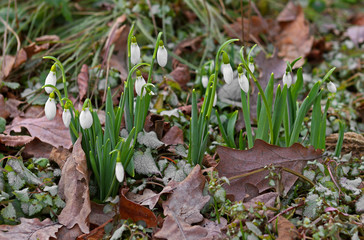 Galanthus elwesii (Elwes's snowdrop, greater snowdrop) among last year's leaves