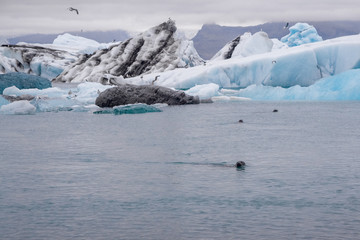 Icebergs in Jokulsarlon lagoon beneath Breidamerkurjokull glacier Sudhurland, Iceland. Place for...