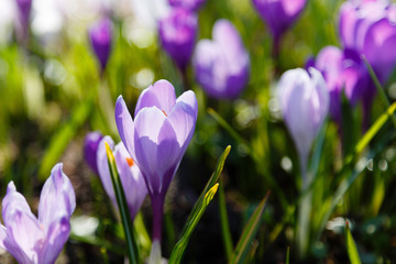 Crocus, plural crocuses or croci is a genus of flowering plants in the iris family. A single crocus, a bunch of crocuses, a meadow full of crocuses