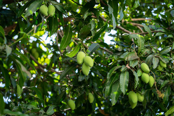 bunch of fresh green mango on tree