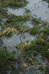 Pond Nature Moss and Forest
