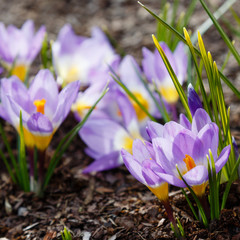 Crocus, plural crocuses or croci is a genus of flowering plants in the iris family. A single crocus, a bunch of crocuses, a meadow full of crocuses