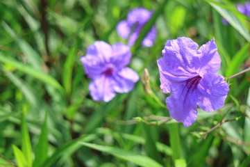Obraz premium Closeup of Vibrant Purple Popping Pod Flowers with Blurry Green Grass in Background
