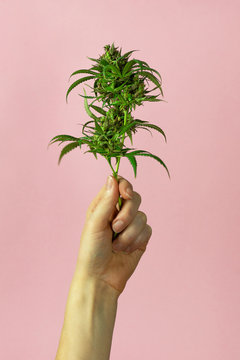 Woman's Hand Holding Raw Cannabis Plant with Buds From Medical Marijuana or Hemp on Pink Background with Copy Space	