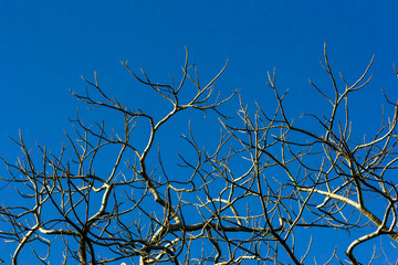 branches of tree