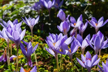 Fotobehang Krokus Crocus speciosus (sort Artabir), Bieberstein's crocus in bloom, autumn ornamental flower  © Flower_Garden