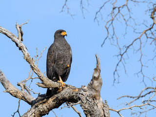 Cuban Black Hawk Portrait on Blue Sky
