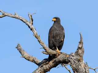 Cuban Black Hawk Portrait on Blue Sky