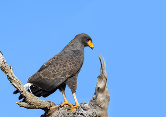 Cuban Black Hawk Portrait on Blue Sky