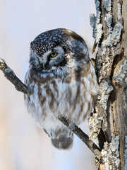 Boreal Owl Perched on Tree Branch on Sunny Day in Winter 