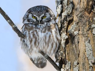 Boreal Owl Perched on Tree Branch on Sunny Day in Winter 