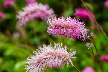 Flower of sanguisorba obtusa in natural background. Sanguisorba obtusa is medicinal plant in the garden