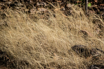 dry grass in field