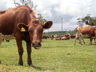 Brown young cow grazes in a green meadow