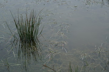 Pond Nature Moss and Forest