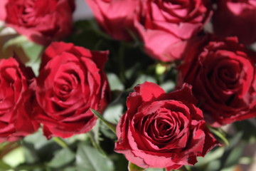 Rote Rosen in der Morgensonne