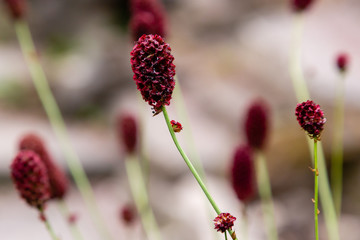 Sanguisorba officinalis, the great burnet, is a plant in the family Rosaceae, subfamily Rosoideae. Sanguisorba officinalis is medicinal plant and plant for rock garden