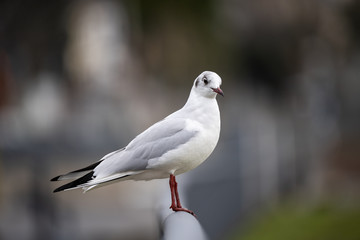 Möwe sitzt auf Geländer.