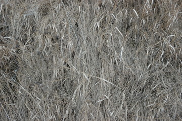 dry grass 