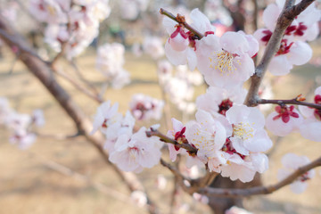 Obraz premium Plum blossoms in early spring in Japan.