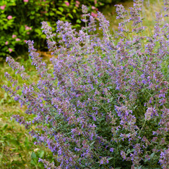 Obraz premium Nepeta cataria in garden. Blue flowers of Nepeta in garden.