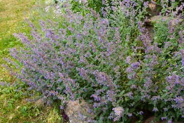 Obraz premium Nepeta cataria in garden. Blue flowers of Nepeta in garden.
