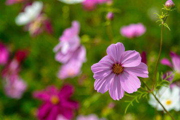 Fototapeta premium Beautiful Cosmos flowers in nature, light pink and deep pink cosmos. Summer floral background.