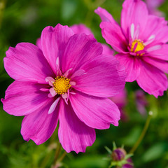 Obraz premium Beautiful Cosmos flowers in nature, light pink and deep pink cosmos. Summer floral background.