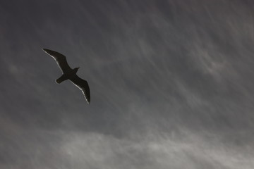 Backlit seagull in flight