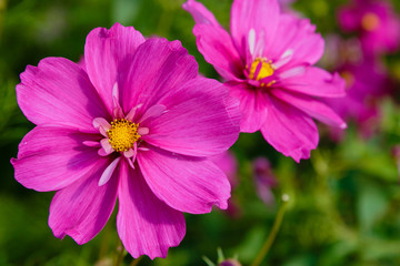Obraz premium Beautiful Cosmos flowers in nature, light pink and deep pink cosmos. Summer floral background.