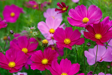Beautiful Cosmos flowers in nature, light pink and deep pink cosmos. Summer floral background.