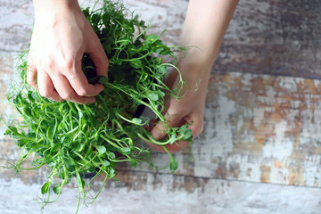 Selective focus. Men's hands hold microgreens in a pot. Peas microgreens grow in a pot. Fresh juicy sprouts of peas. Trace elements. Superfoods.