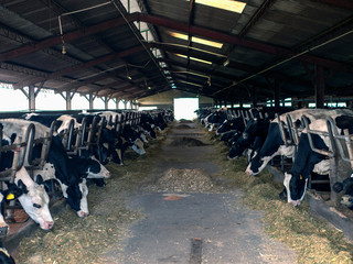 Cows eat stall food in a barn