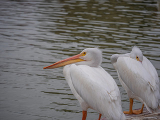 Fototapeta na wymiar White Pelicans