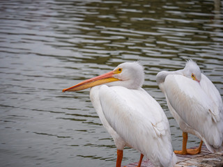 White Pelicans