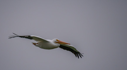 White Pelicans