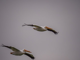 White Pelicans