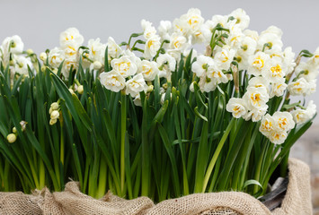 Flower arrangement of bulbous plants-daffodils. Forcing bulbous plants in the spring
