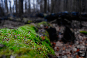 Obraz premium Green stream in forest