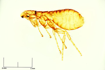 Flea Araeopsylla goodmani Holotype Specimen